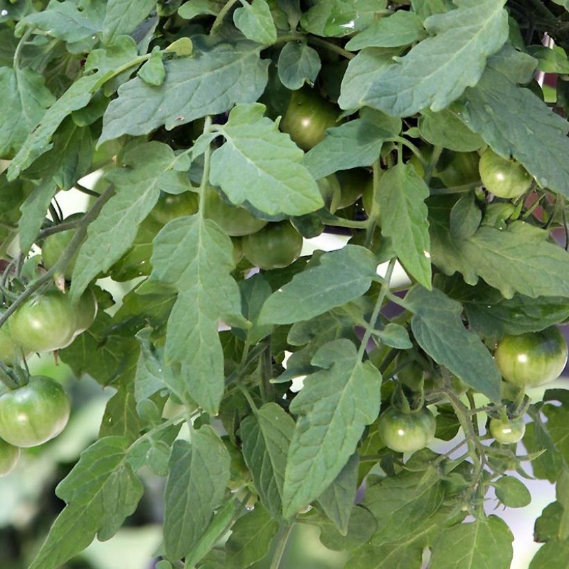 Red Profusion F1 Cherry Tomato  (Foliage)