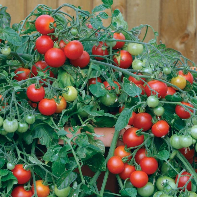 Red Profusion F1 Cherry Tomato  (Harvest)
