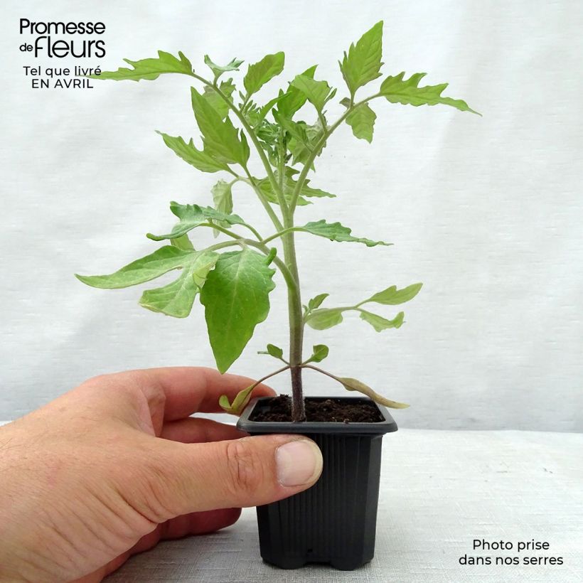 Tomato Roma Plants 7/8 cm pot sample as delivered in spring