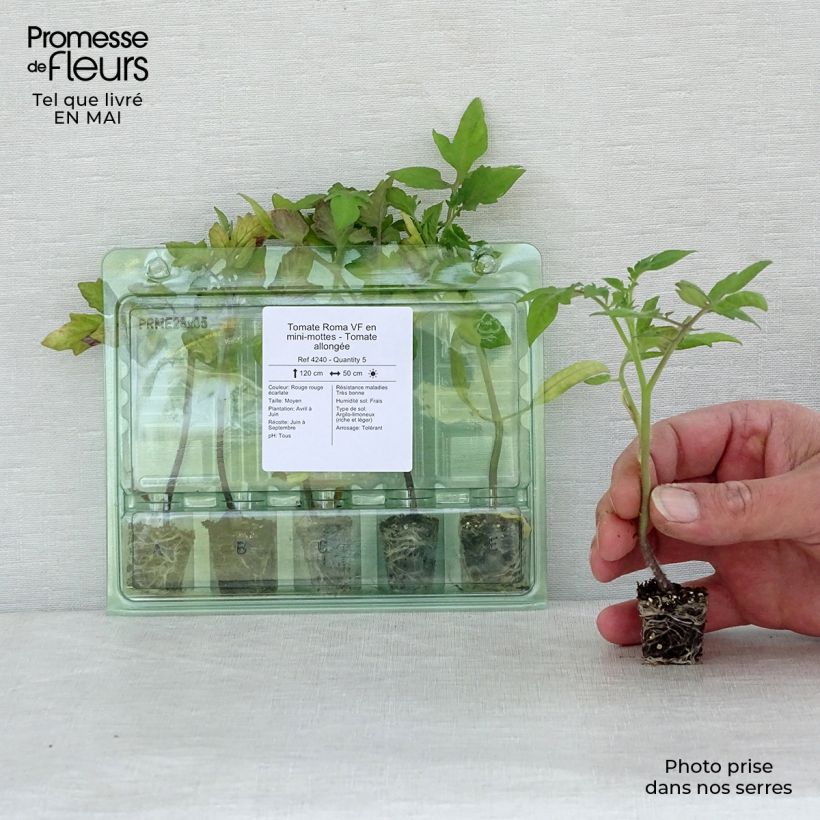 Tomato Roma Plants Plug plant 3/4cm sample as delivered in spring