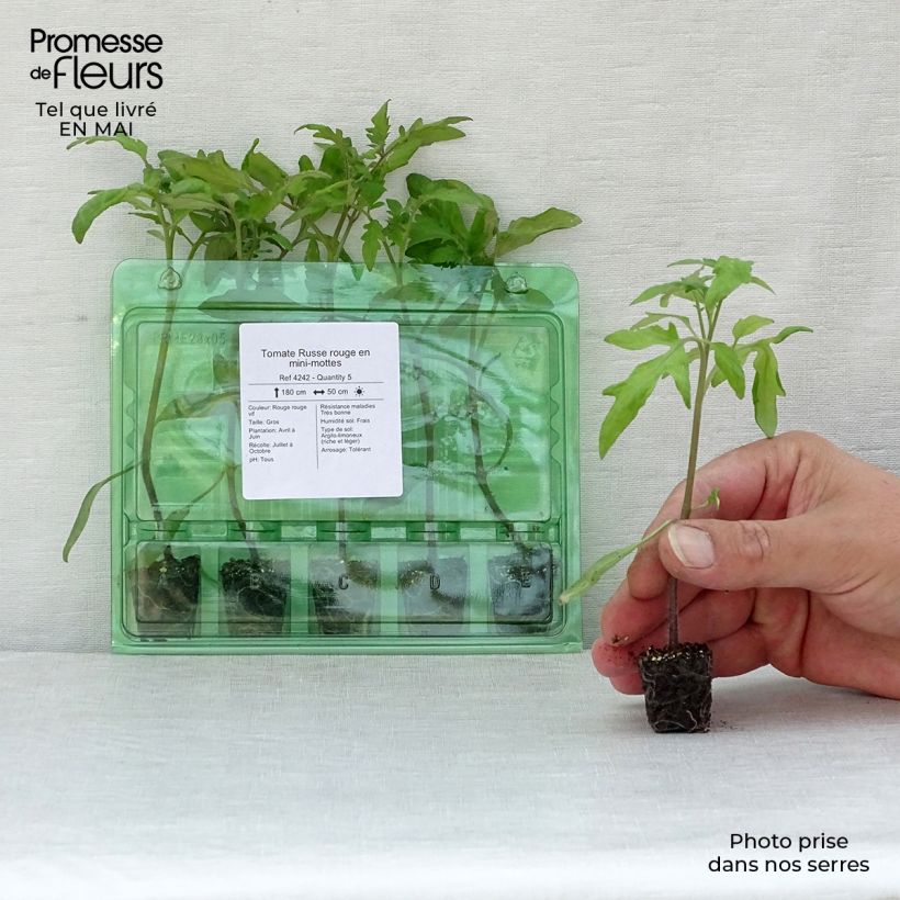 Tomato Red Russian Seedlings Plug plant 3/4cm sample as delivered in spring