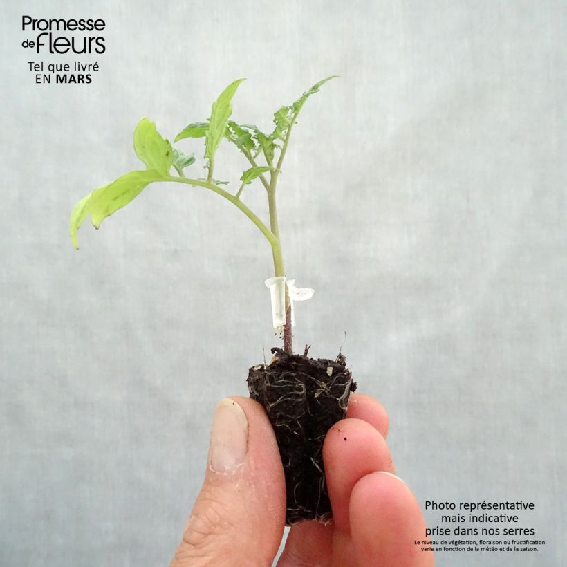 Tomato Santonio F1 GRAFTED plants sample as delivered in spring