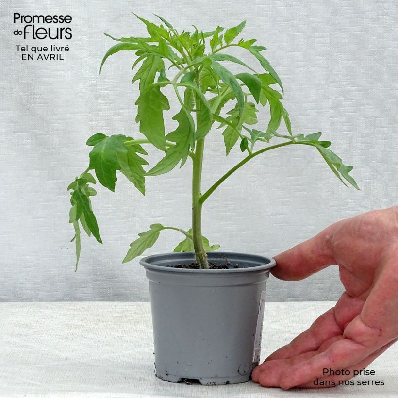 Tomato Supersteak F1 - Grafted tomato plants sample as delivered in spring