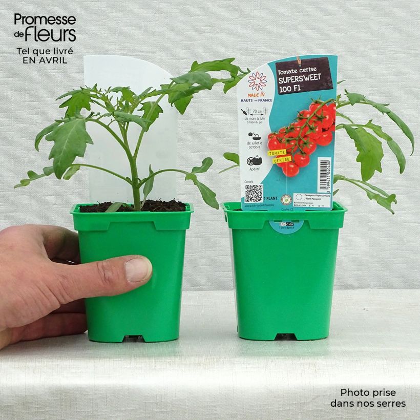 Tomato Supersweet 100 F1 Plants sample as delivered in spring