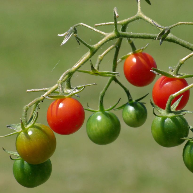 Tomato Apéro F1  in plants - Cherry (Harvest)