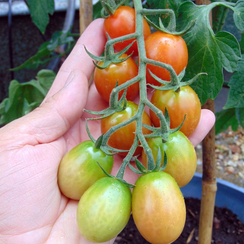 Tomato Tutti Frutti (Harvest)