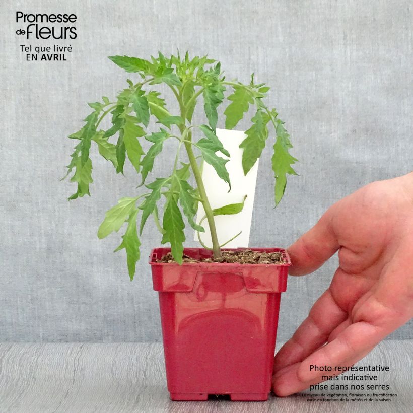 Tomate cœur de bœuf rose (Cuor di Bue Rose) en pot Pot de 10 cm/11cm sample as delivered in spring