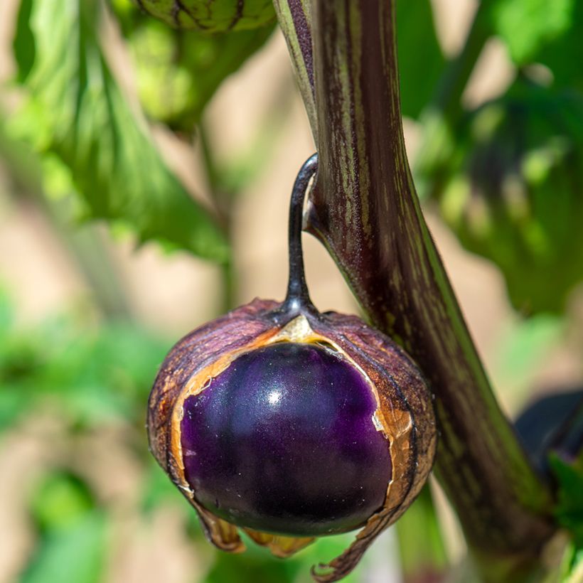 Purple Tomatillo - Ferme de Sainte Marthe seeds (Harvest)