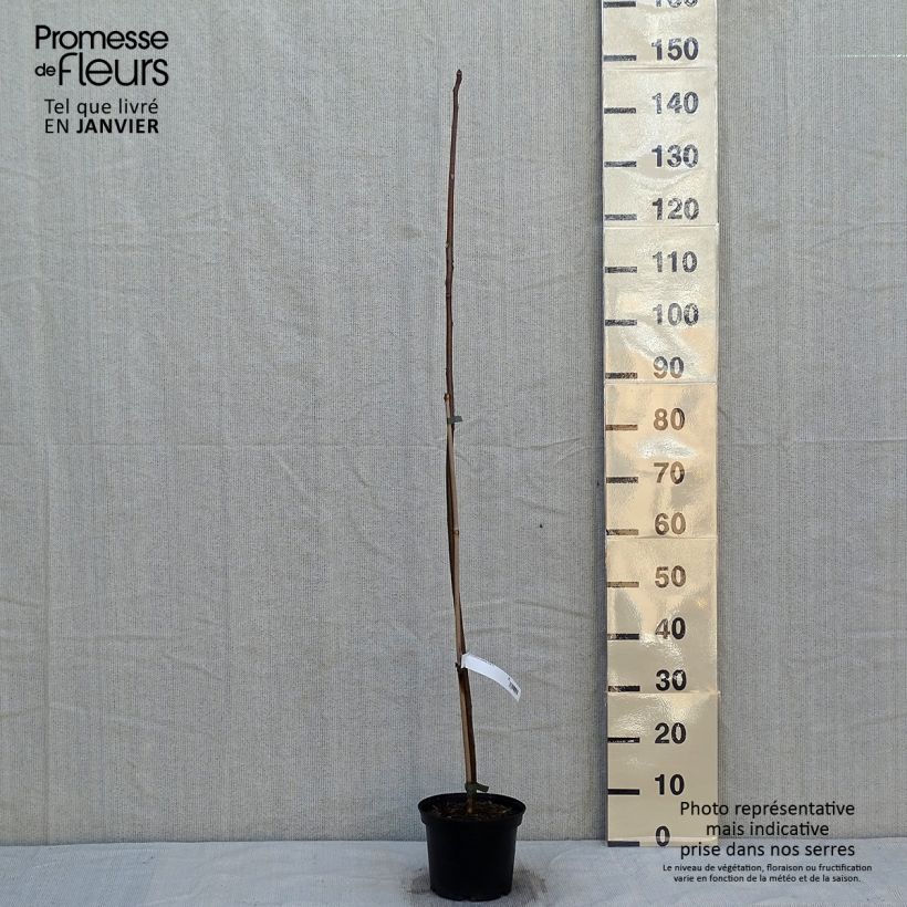 Toona sinensis - Chinese Mahogany 3L/4L pot sample as delivered in winter