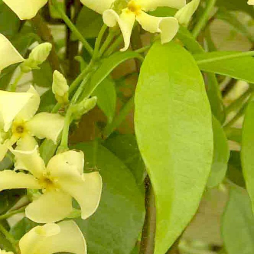Trachelospermum jasminoides Star of Toscane - Star Jasmine (Foliage)