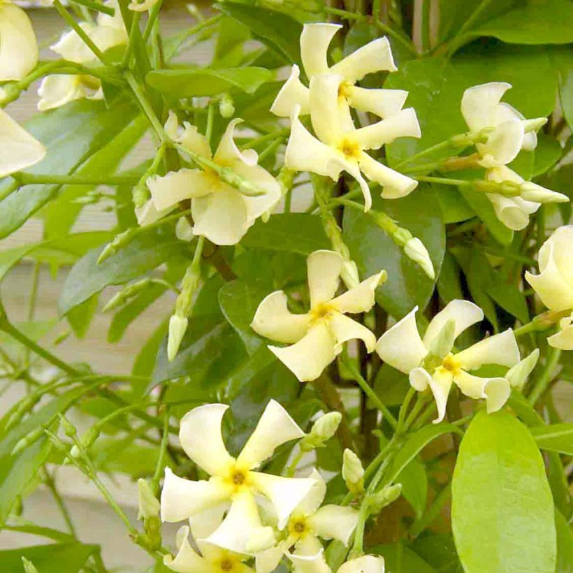 Trachelospermum jasminoides Star of Toscane - Star Jasmine (Flowering)