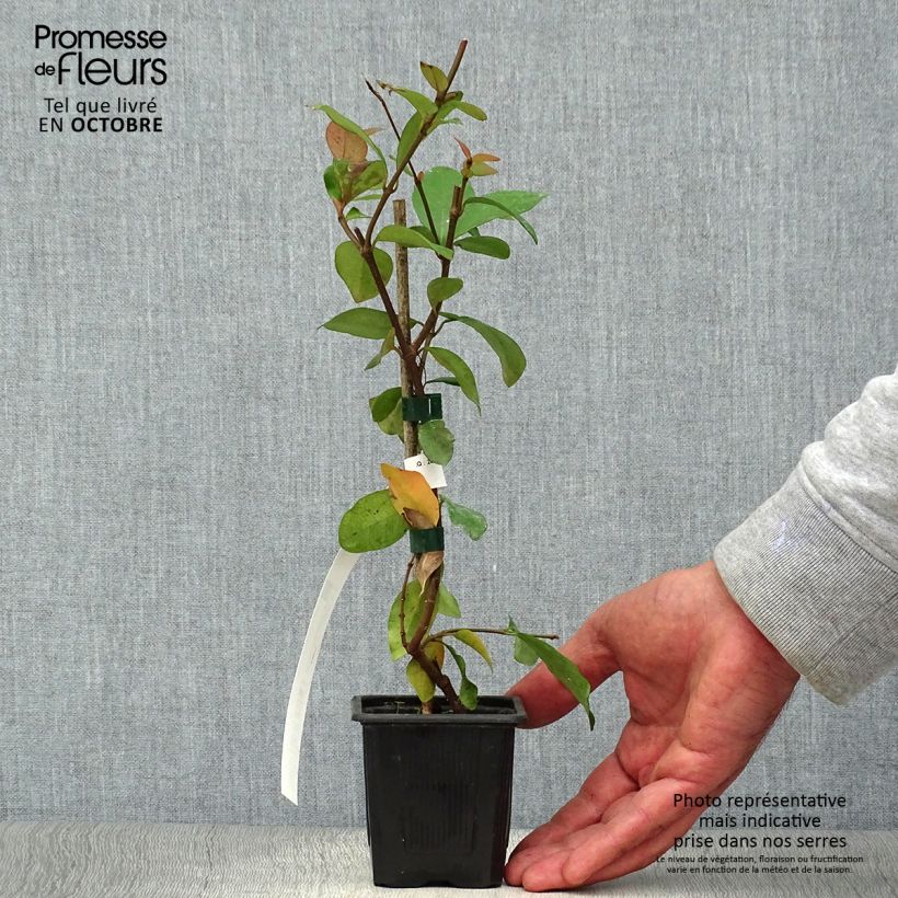 Trachelospermum asiaticum - Asian Jasmine 8/9 cm pot sample as delivered in autumn