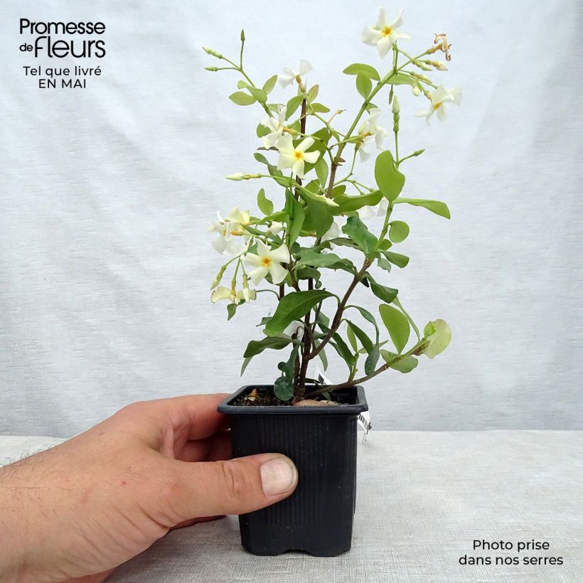 Trachelospermum asiaticum - Asian Jasmine sample as delivered in spring