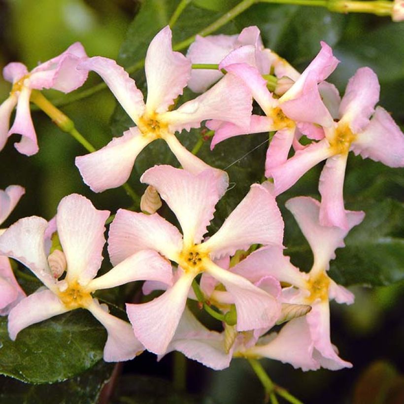 Trachelospermum asiaticum Pink Showers - Asian Jasmine (Flowering)