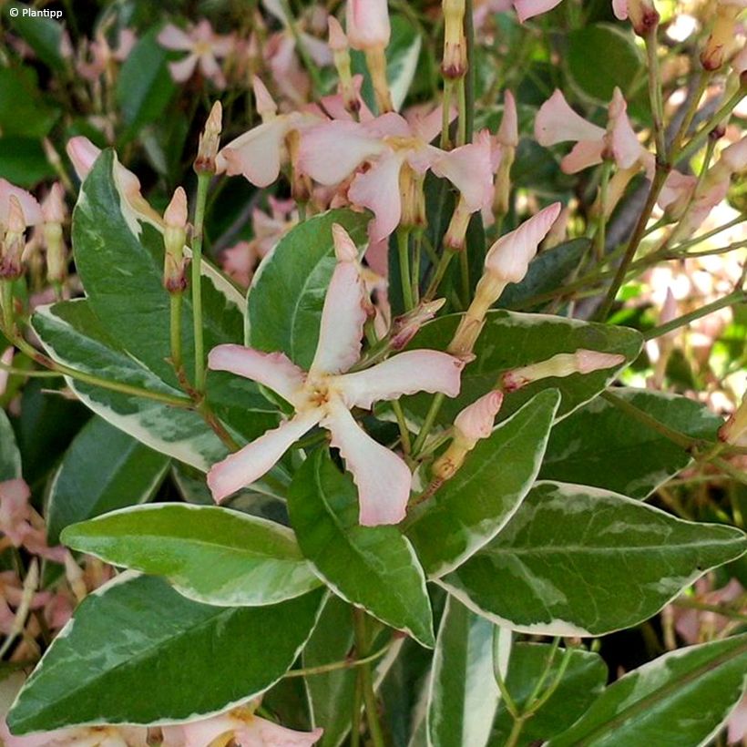 Trachelospermum asiaticum STAR OF MILANO (Flowering)