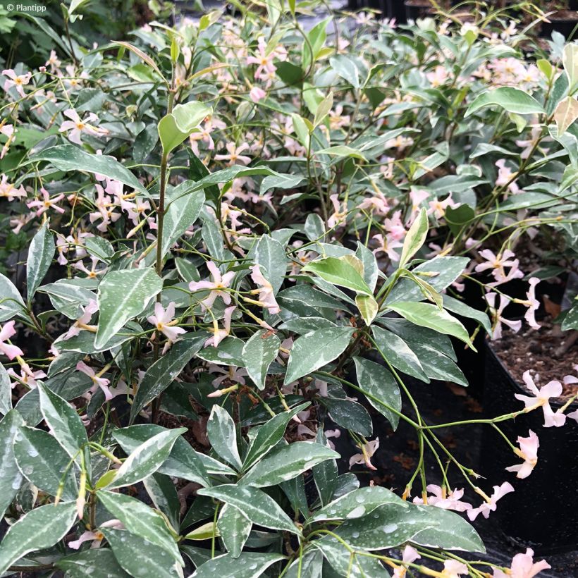 Trachelospermum asiaticum STAR OF MILANO (Foliage)