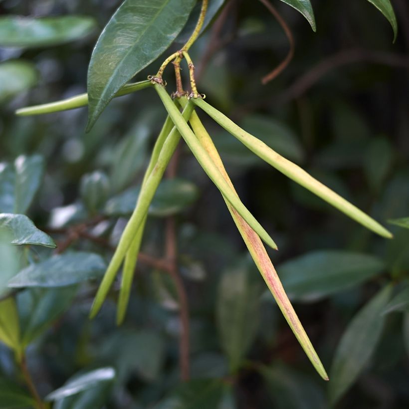 Trachelospermum asiaticum Chili and Vanilla - Asian Jasmine (Harvest)