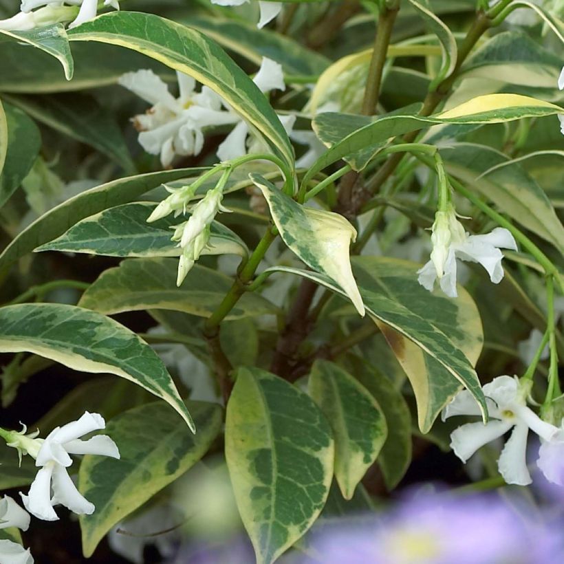 Trachelospermum jasminoides Sun Lover - Star Jasmine (Foliage)