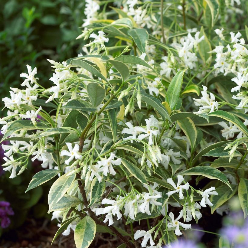 Trachelospermum jasminoides Sun Lover - Star Jasmine (Flowering)