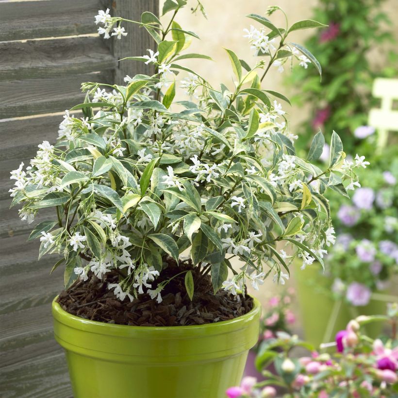 Trachelospermum jasminoides Sun Lover - Star Jasmine (Plant habit)