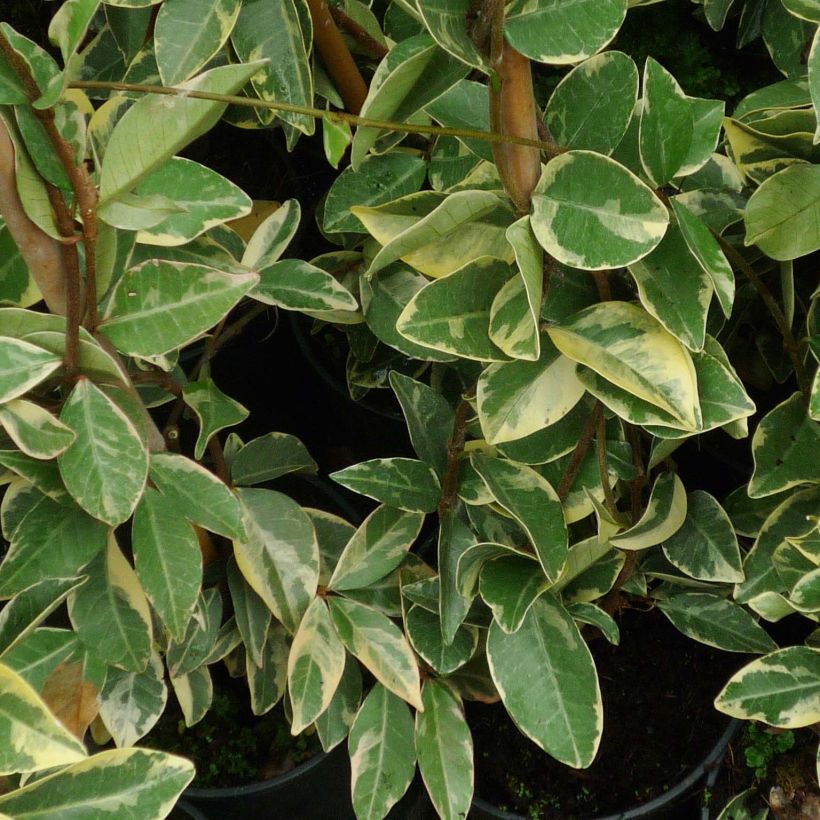 Trachelospermum jasminoides Variegatum - Star Jasmine (Foliage)