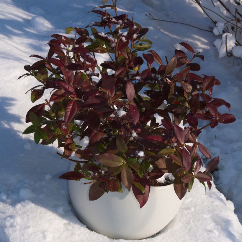 Trachelospermum jasminoides Winter Ruby - Star Jasmine (Plant habit)