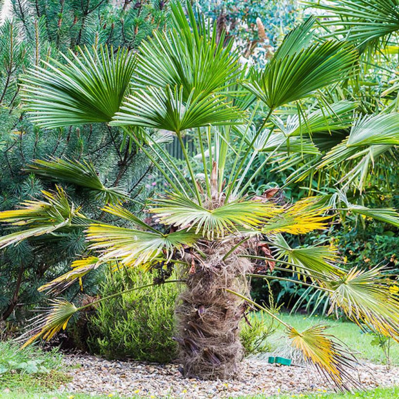 Trachycarpus wagnerianus - Dwarf Chusan Palm (Plant habit)