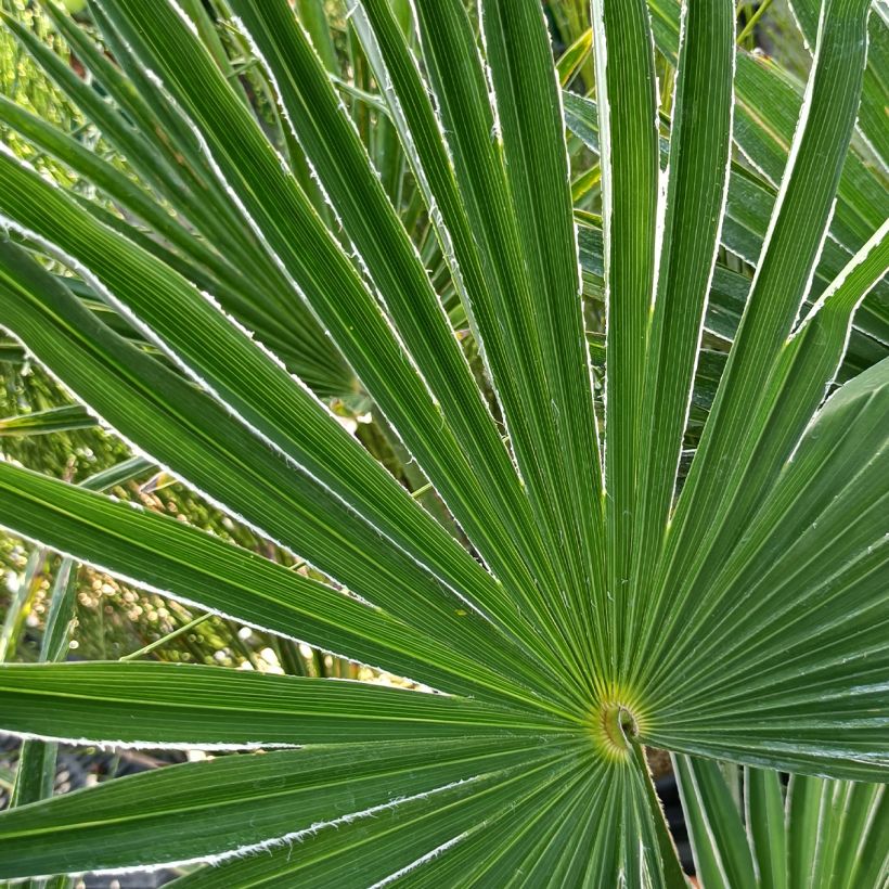 Trachycarpus wagnerianus - Dwarf Chusan Palm (Foliage)