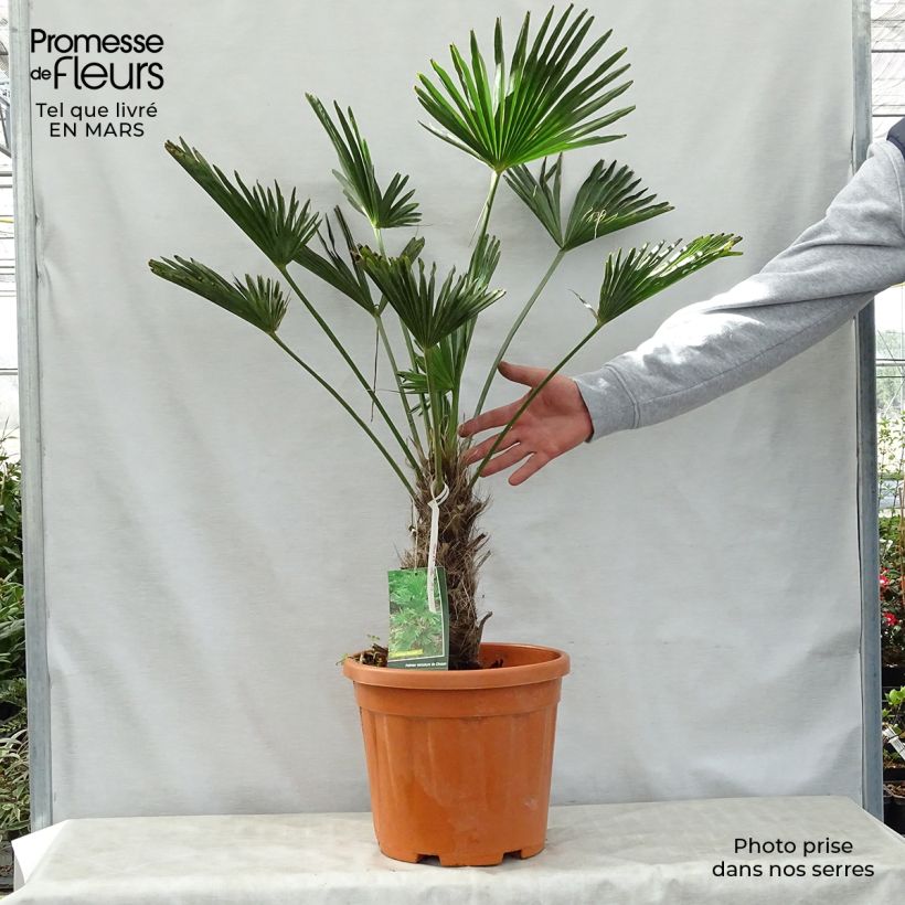 Trachycarpus wagnerianus - Dwarf Chusan Palm sample as delivered in spring