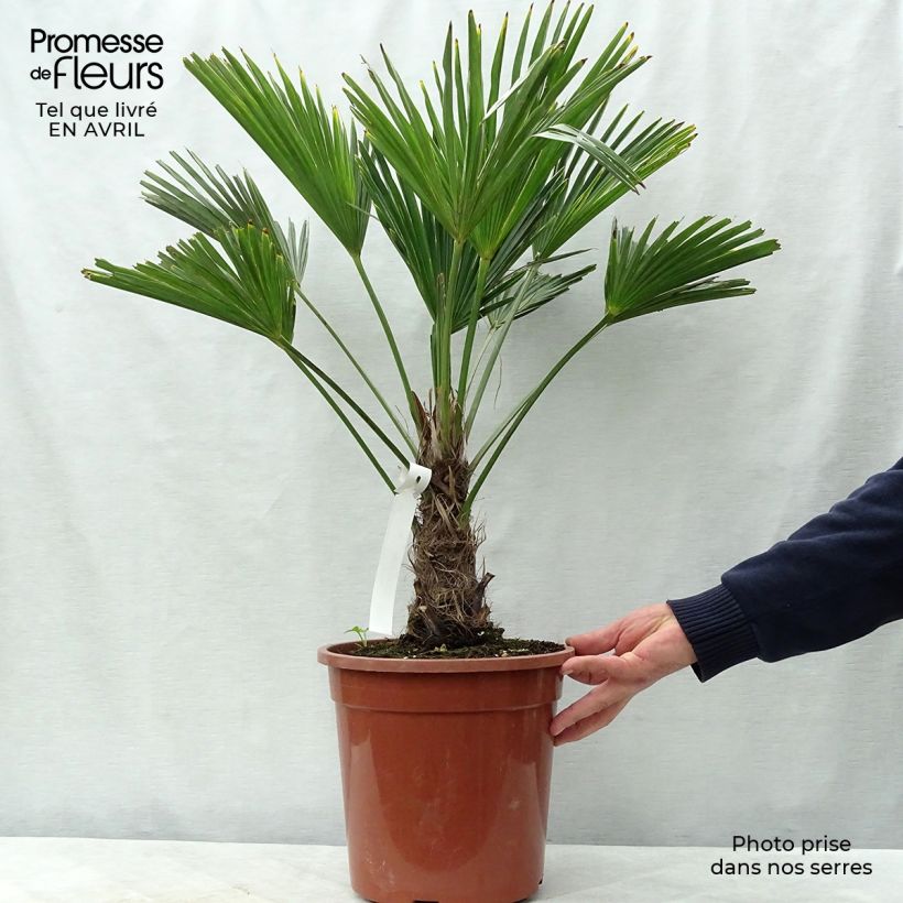 Trachycarpus wagnerianus - Dwarf Chusan Palm sample as delivered in spring