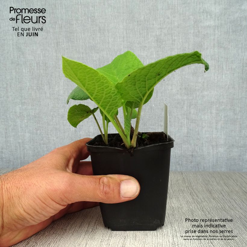 Trachystemon orientalis Godet de 9cm sample as delivered in summer