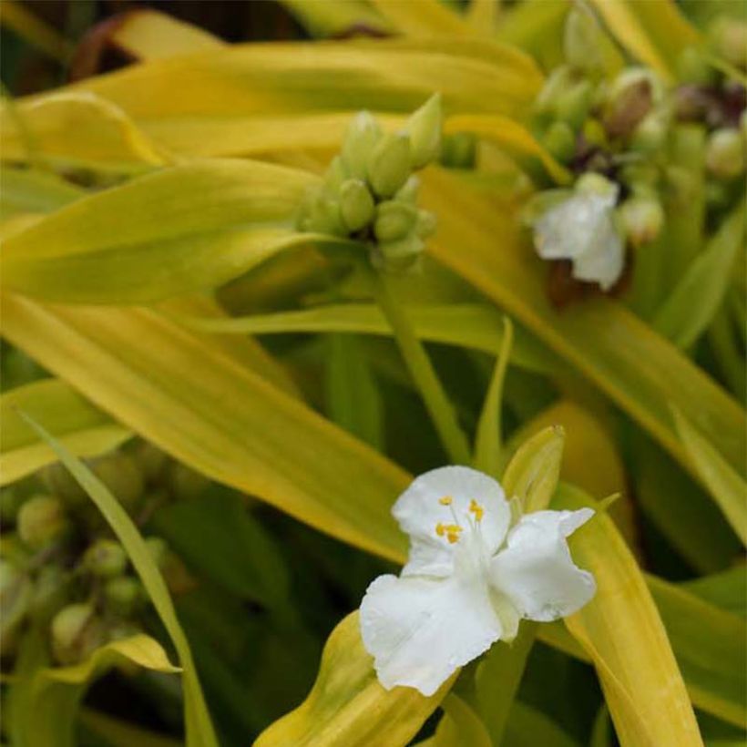 Tradescantia Angelic Charm - Spiderwort (Flowering)