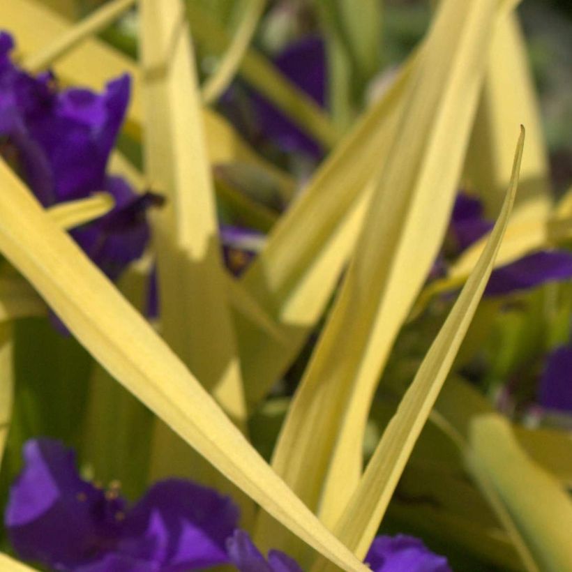 Tradescantia Blue and Gold (Foliage)