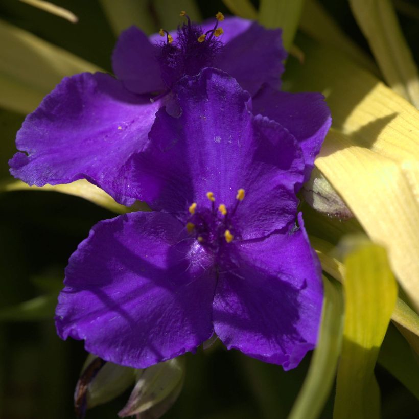 Tradescantia Blue and Gold (Flowering)