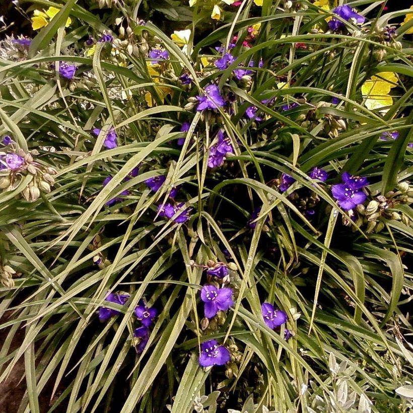 Tradescantia andersoniana Isis - Spiderwort (Plant habit)