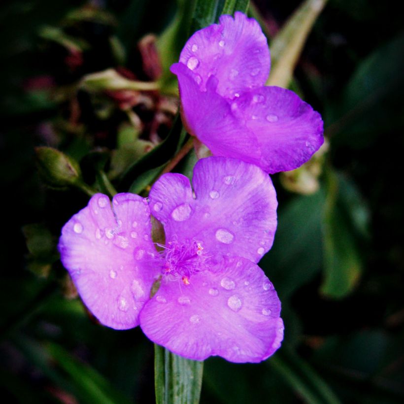 Tradescantia Karminglut - Spiderwort (Flowering)