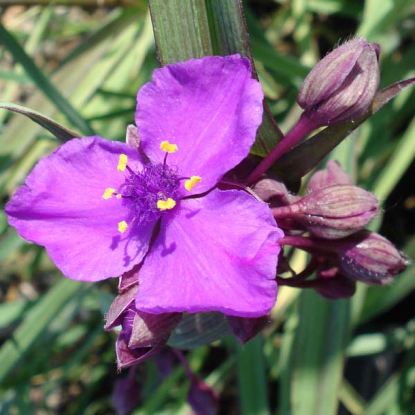Tradescantia x andersoniana Concord Grape (Flowering)