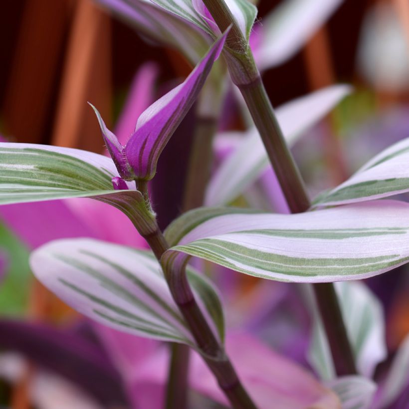 Tradescantia cerinthoides Sweetness (Foliage)