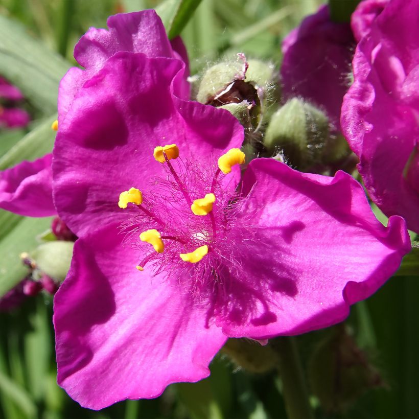 Tradescantia virginiana Brevicaulis (Flowering)