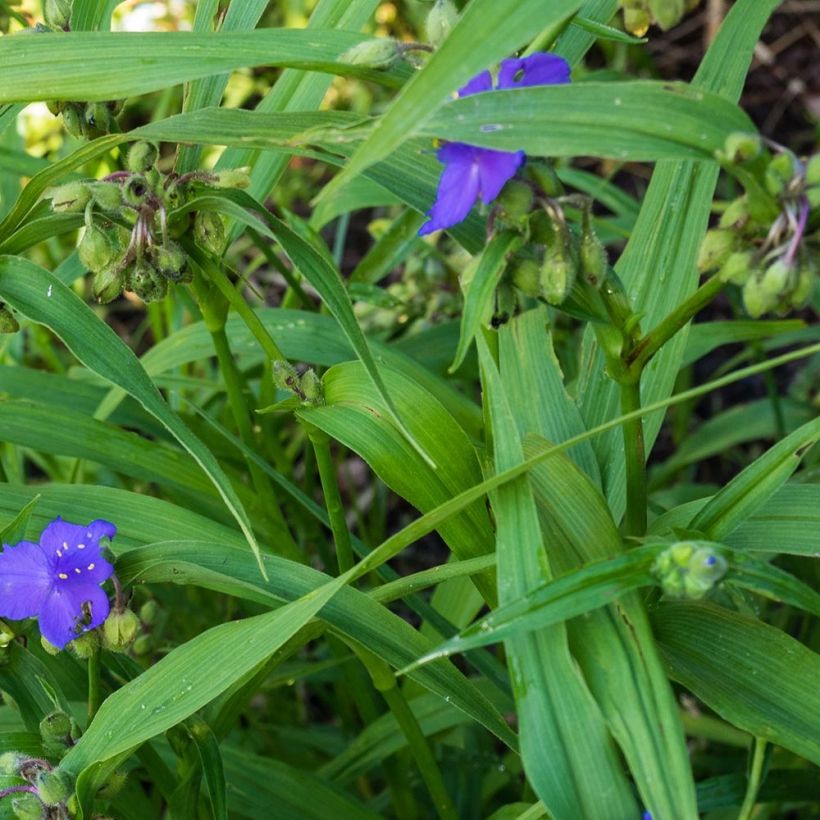 Tradescantia andersoniana Zwanenburg Blue - Spiderwort (Foliage)