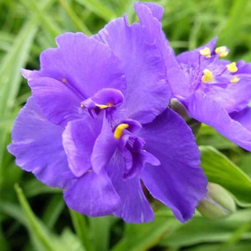 Tradescantia andersoniana Zwanenburg Blue - Spiderwort (Flowering)