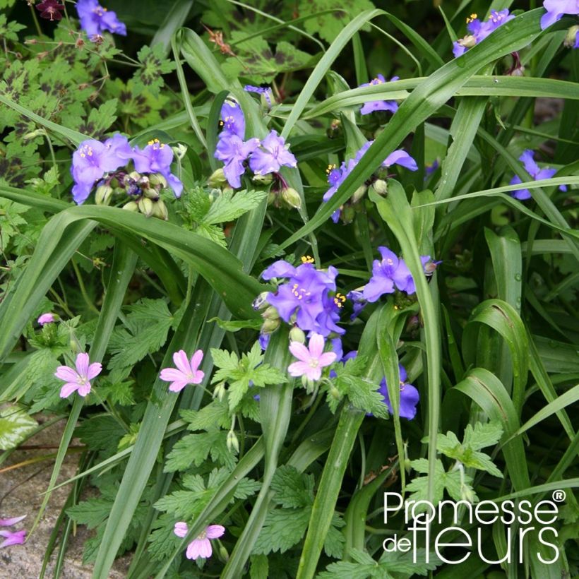 Tradescantia andersoniana Zwanenburg Blue - Spiderwort (Plant habit)