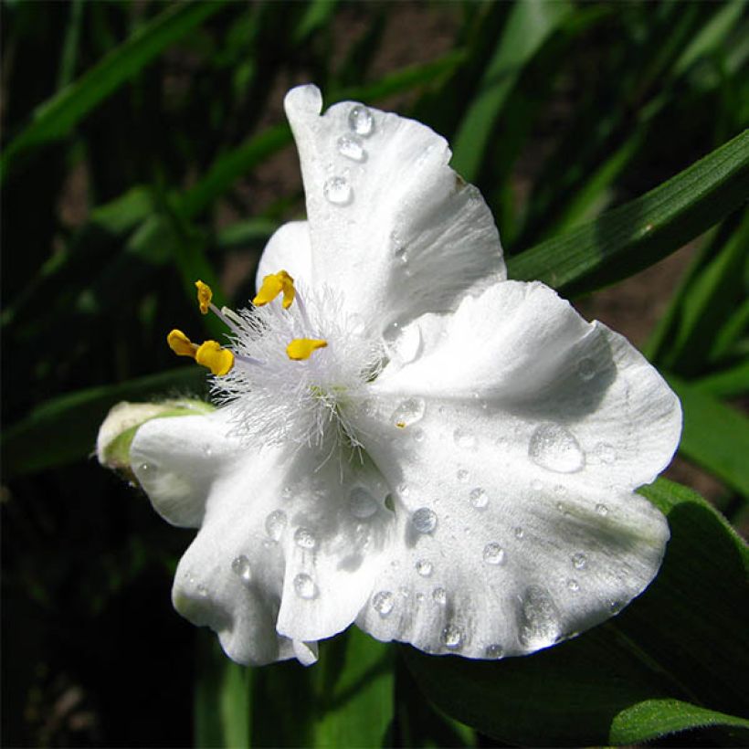 Tradescantia andersoniana Innocence - Spiderwort (Flowering)
