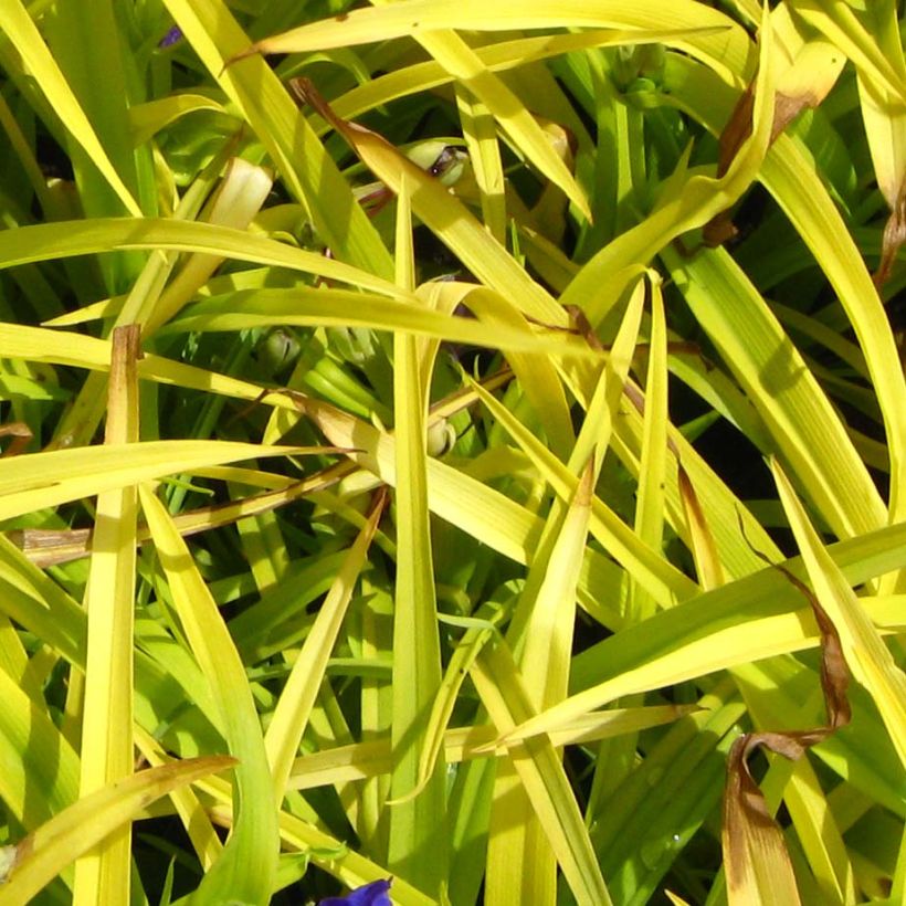 Tradescantia Sweet Kate - Spiderwort (Foliage)