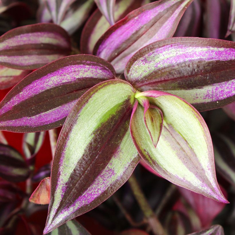 Tradescantia zebrina Pink Joy - Silver inch plant (Foliage)
