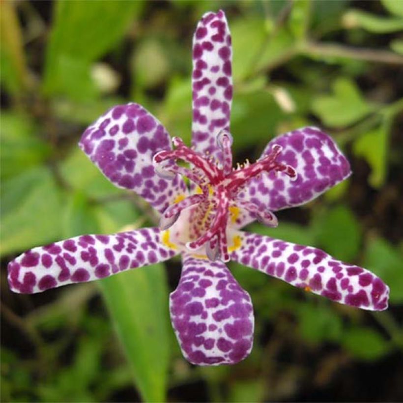 Tricyrtis hirta Imperial Banner - Toad Lily (Flowering)