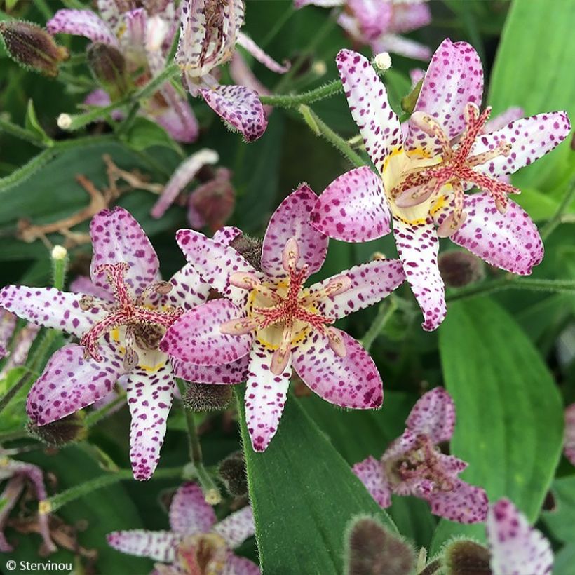 Tricyrtis formosana Pink Freckles - Toad Lily (Flowering)