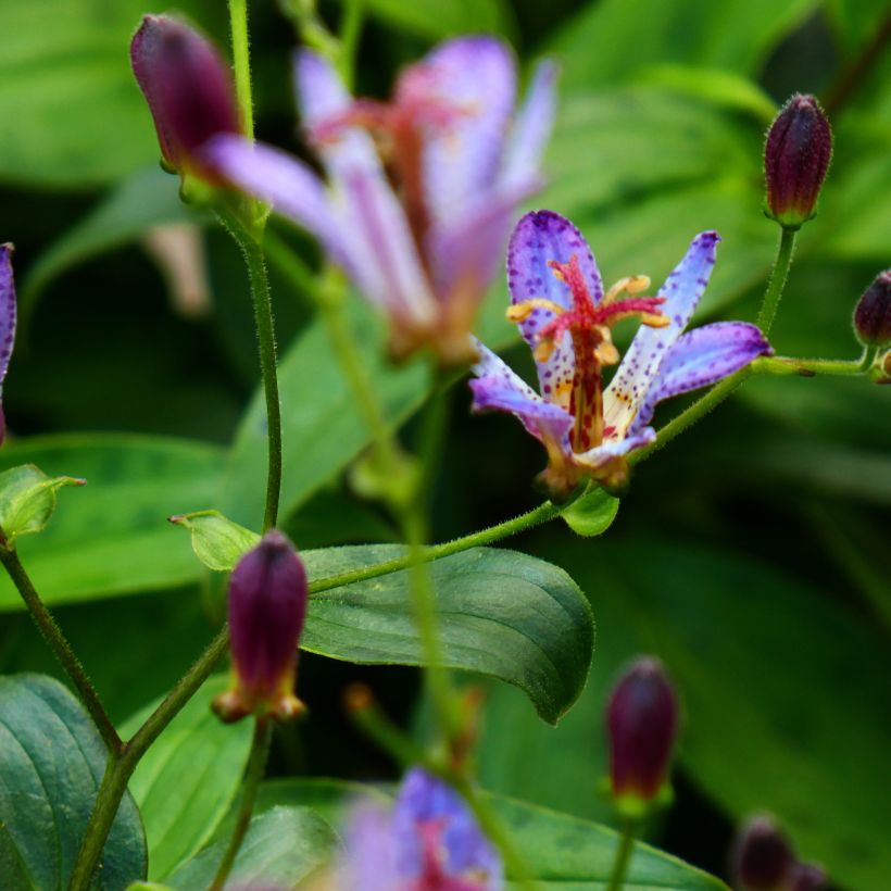 Tricyrtis formosana Taipei Silk - Toad Lily (Flowering)