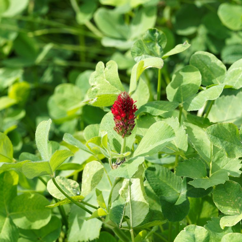 Trifolium incarnatum  (Foliage)