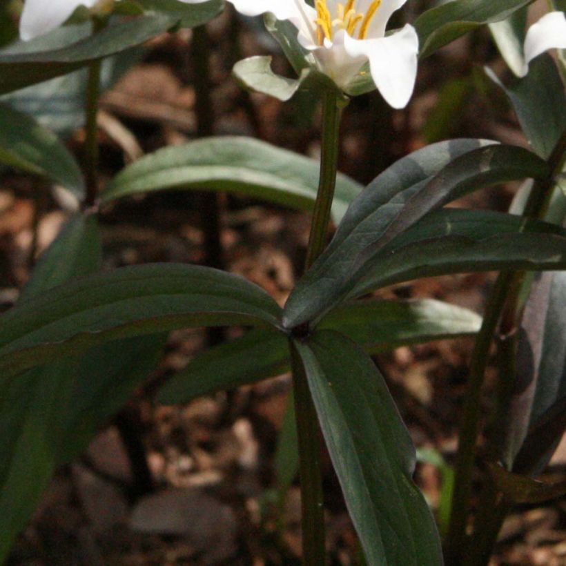 Trillium pusillum - Dwarf Trillium (Foliage)